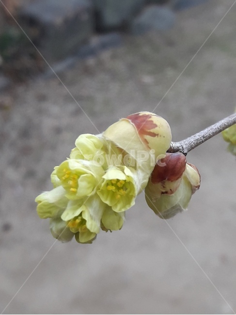 꽃,식물,flower,꽃나무,plant,flowers