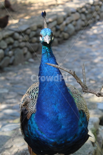 peacock,zoo,peahen,공작,animal,동물,bird,새,조류,파랑색,blue,동물원,아름다운,화려한,동물,animal,조류,새,birds