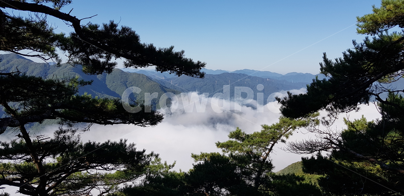 소나무,새벽산,구름소나무,산구름,안개산,구름,자연,풍경,nature,landscape,한국자연풍경,한국자연경관,korea nature landscape,tree,나무,plant,식물,abies,아비,fir,전나무,outdoors,옥외