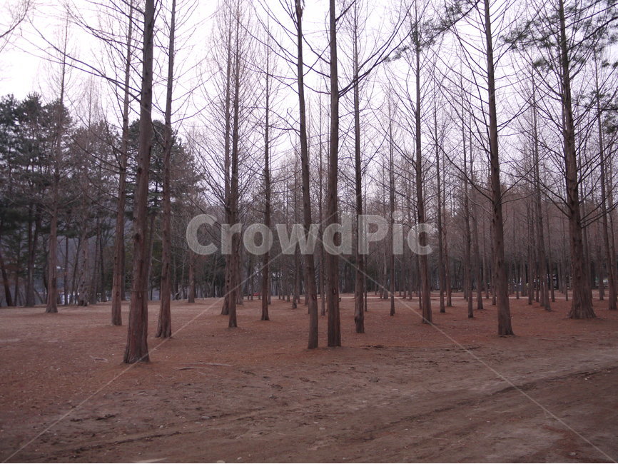 남이섬,나무,풍경,숲,자연,자연,풍경,nature,landscape,식물,plants,나무,trees,wood,ground,바닥,tree,plant,forest,woodland,삼림지,outdoors,옥외,vegetation,초목,land,땅