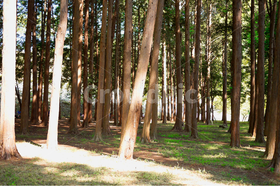 양산,법기수원지,경상남도양산,편백나무숲,나무,햇살,힐링,편백나무,피톤치드,자연광,식물,산,작은숲,열대우림,wood,plants,수풀,산속,자연,환경,풍경나무,nature,rest,빛,light,healing,landscape,플레어,올곧은,숲,초목,나무줄기,태양,자연,풍경,nature,landscape