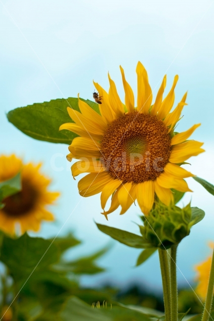 해바라기,하늘,꽃,구름,벌,flower,sky,해바라기밭,식물,노란꽃,식물,자연,plants,nature,꽃,flower,동물,animal,곤충,벌레,insect,bug