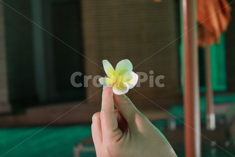 릴라와디,손,꽃잎,flower,러브,꽃,flower