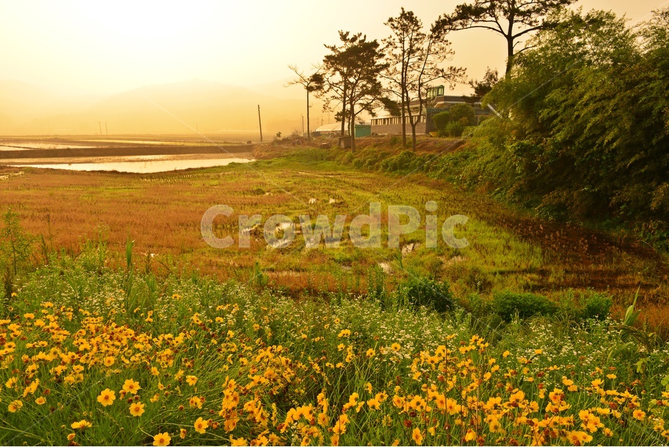 field,들,grassland,목초지,rural,농촌,나주,남평,드들강,반영,sunlight,햇빛,weather,날씨,tree,나무,plant,식물,nature,자연,outdoors,옥외,금계국