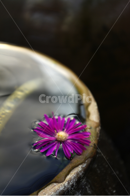 식물,plant,꽃,flower,꽃봉오리,물,꽃,flower