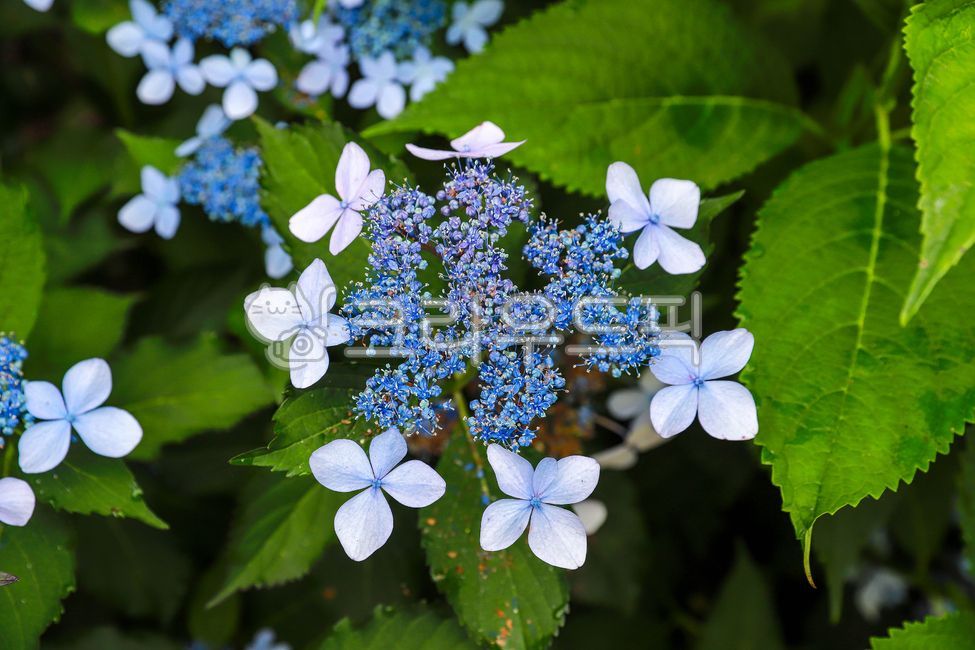 blue flower,hydrangeas,hydrangea,mountain hydrangea,summer flowers,flower,bigleafhydrangea