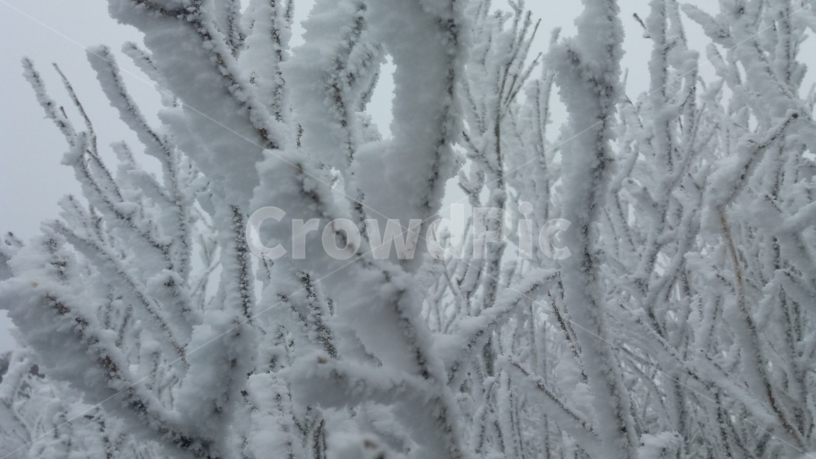 겨울,눈,나무,눈꽃,덕유산,겨울,계절,winter,season,자연,풍경,nature,landscape,outdoors,옥외,snow,frost,서리