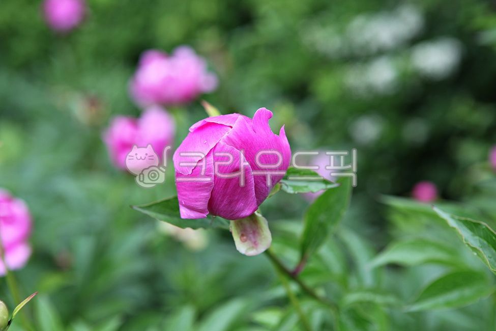 장미,장미꽃,꽃,꽃잎,봄꽃,봄,잎,식물,자연,공원,개화