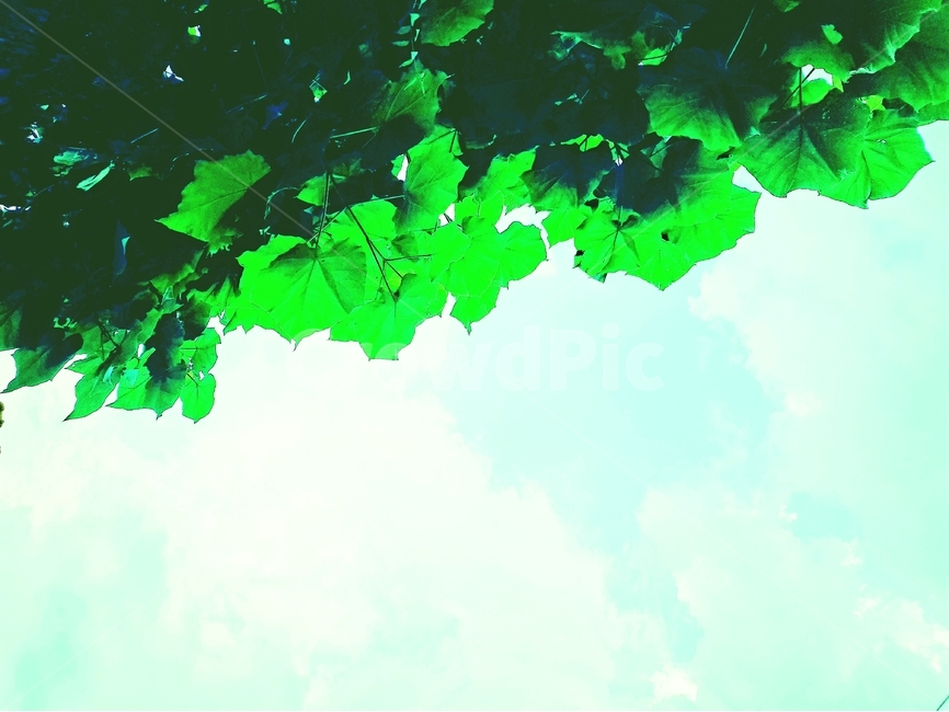 초록,나무,여름,식물,계절,자연,nature,plant,abstract,background,treeleaf,tree,오동잎,자연,풍경,nature,landscape,식물,plants