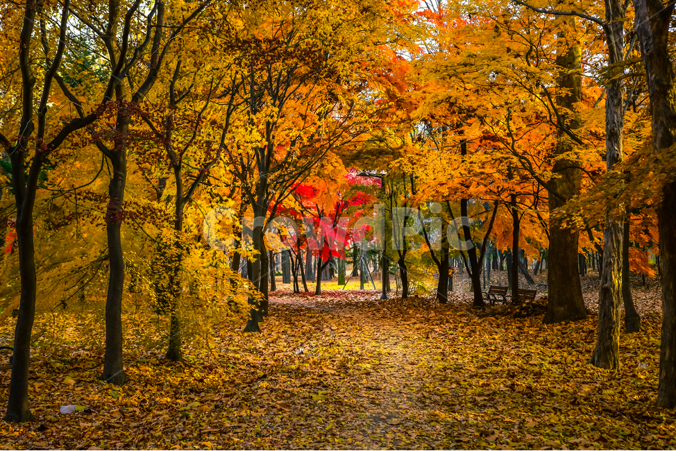 tree,나무,plant,식물,maple,단풍,낙엽,길,빛,가을,leaf,잎,빨강,노랑,가을,계절,fall,autumn,season,자연,풍경,nature,landscape