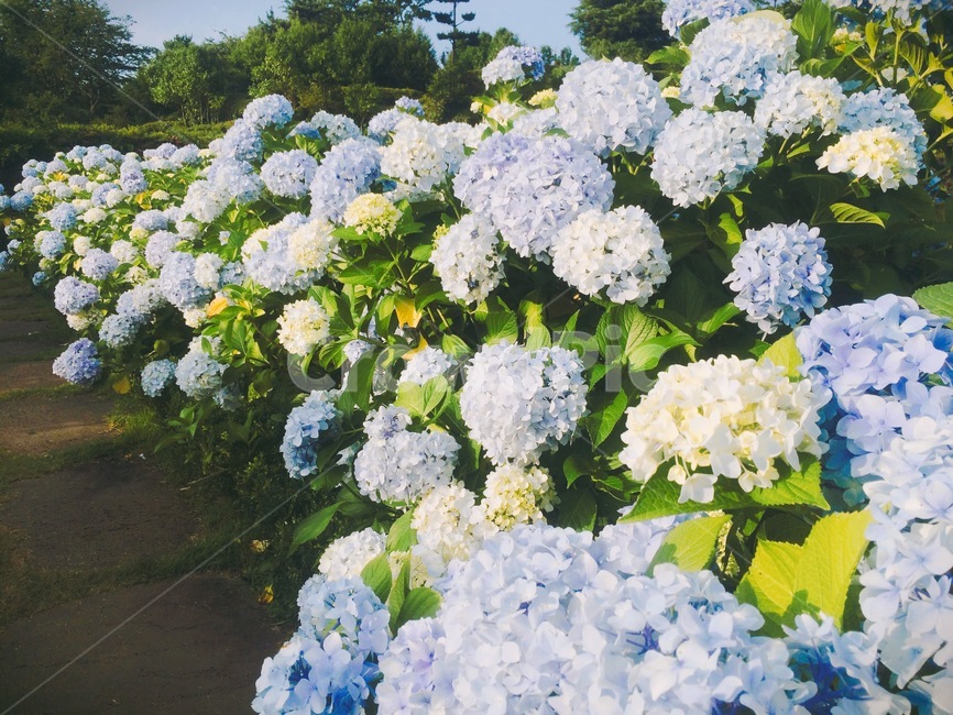 수국,flower,꽃,식물,자연,제주,계절,꽃밭