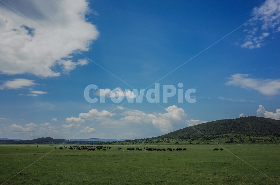 아프리카,르완다,사파리,아카제라국립공원,akageranationalpark,rwanda,africa,야생동물,자연,풍경,nature,landscape,해외,외국,세계,foreign,oversea,world,세계자연풍경,해외자연풍경,외국자연풍경,world nature landscape,outdoors,옥외,grassland,목초지,field,들