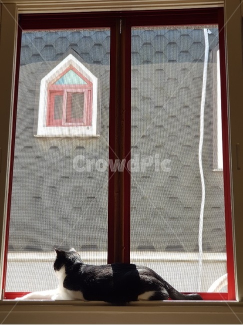 고양이,코숏,창문,코리안숏헤어,창틀,cat,koreanshorthair,턱시도고양이,일광욕,빨강,red,방충망,봄햇살,black,white,블랙,화이트,비만,비만냥이,비만고양이,한가로운오후,고양이습성,습성,동물,animal,포유류,mammal,고양이,cat,kitten,kitty