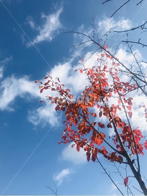 가을,낙엽,가을하늘,단풍,가을풍경,가을,계절,fall,autumn,season,leaf,잎,plant,식물,tree,나무