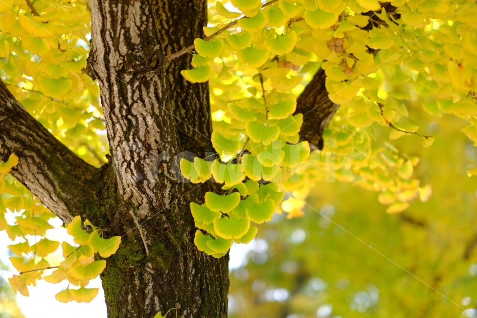 가을,단풍,낙엽,은행나무,가을이미지,가을사진,tree,fall,yellow,노란,초록,자연,풍경,나무,은행,가을,계절,fall,autumn,season,식물,자연,plants,nature,나무,trees,wood,plant,tree trunk,나무 줄기