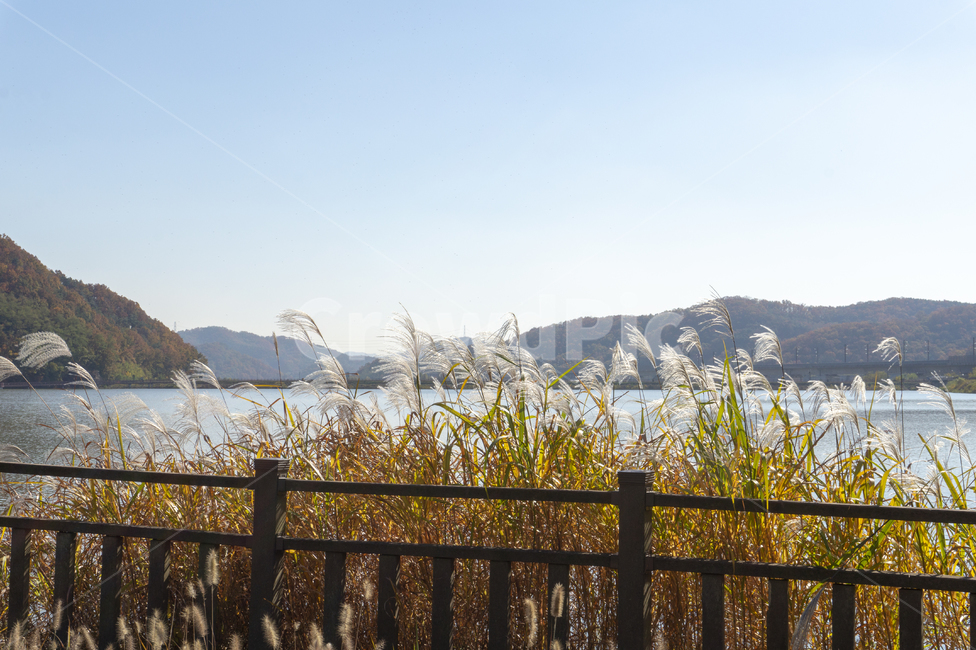 갈대밭,호수,저수지,가을,억새풀,산책로,둘레길,가을산,자연,풍경,nature,landscape,railing,난간,banister,handrail
