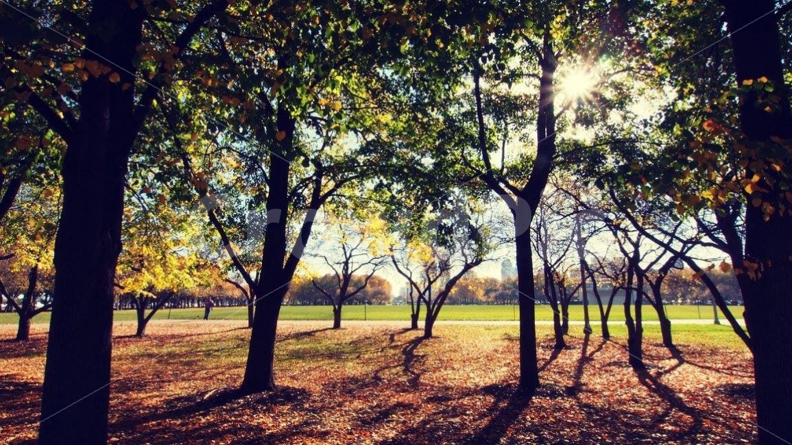 미국,시카고,가을,풍경,자연,풍경사진,나무,가을,계절,fall,autumn,season,자연,풍경,nature,landscape,식물,plants,나무,trees,wood,휴식,힐링,rest,relaxation,healing,tree,plant,vegetation,초목,tree trunk,나무 줄기,woodland,삼림지,forest,숲,outdoors,옥외,land,땅