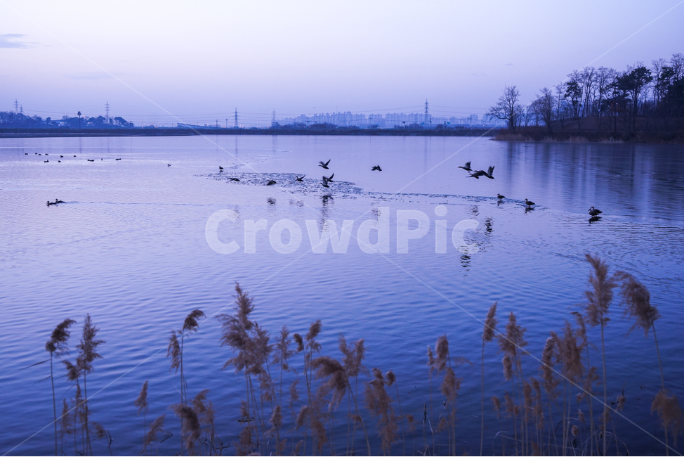 호수,여명,새,철새,물,동물,풍경,자연,풍경,nature,landscape,grass,잔디,plant,식물,outdoors,옥외,water
