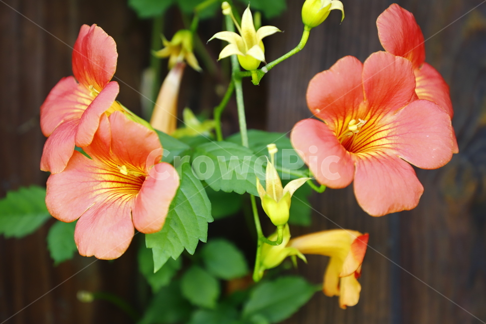 꽃,식물,능승화,화초,분홍색,식물,자연,plants,nature,꽃,flower