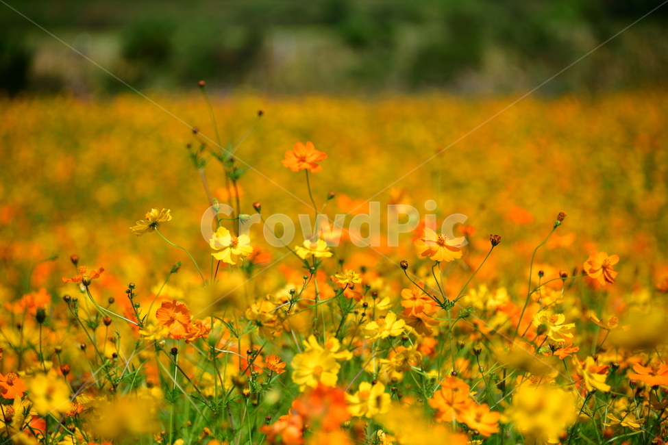 노랑,노란소스모스,가을,자연,코스모스,금계국,flower,plant,꽃,식물,자연,plants,nature,꽃,flower