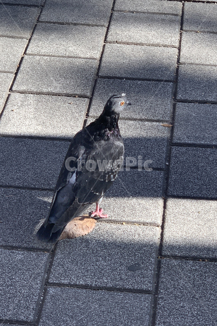 비둘기,새,조류,도보,자연물,동물,bird,animal