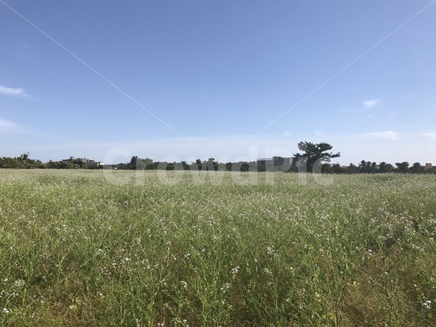 자연,감성,제주,풍경,원본,무보정,자연,풍경,nature,landscape,outdoors,옥외,grassland,목초지,field,들,farm,농장,rural,농촌