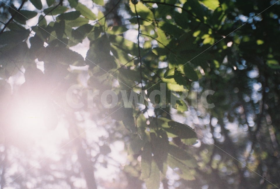 sunshine,햇살,숲,토이카메라,나뭇잎,필름사진,필름카메라,greatwellPF1,식물,자연,plants,nature,휴식,힐링,rest,relaxation,healing