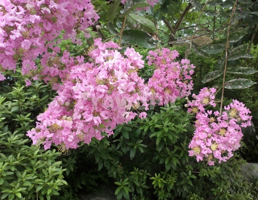 부처꽃과,배롱나무,자미화,낙엽활엽수,나무백일홍,간즈럼나무,식물,자연,plants,nature,꽃,flower