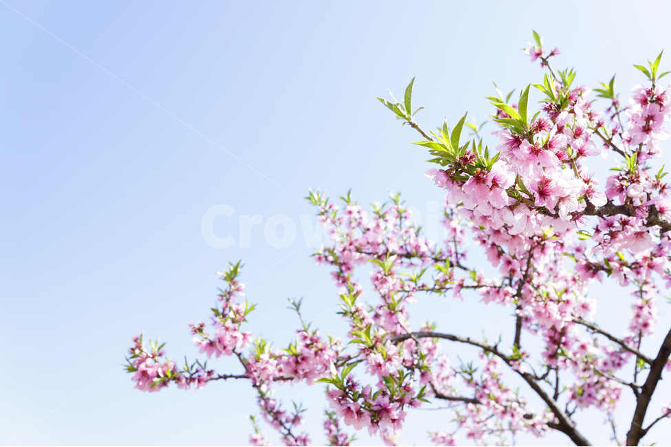 봄,복숭아꽃,풍경,파란하늘,나무,복숭아나무,핑크,꽃,spring,Landscape,flower,bluebky,tree,pink,cherryblossom,봄,계절,spring,season,식물,자연,plants,nature,꽃,flower,plant,blossom