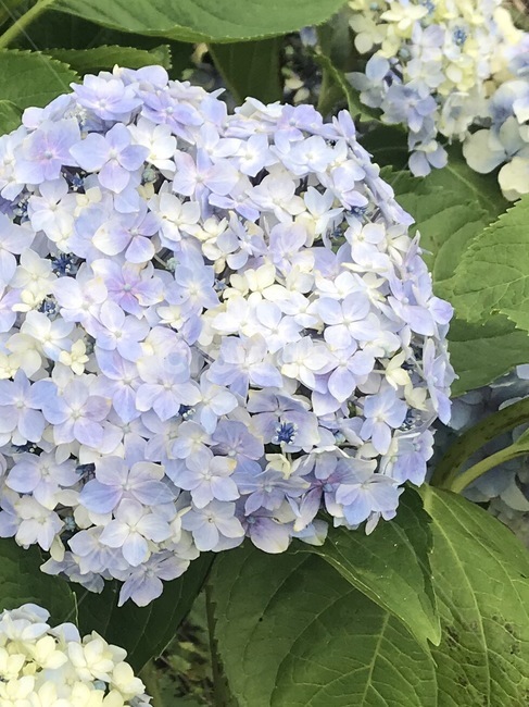 plant,식물,flower,꽃,blossom,수국,자연