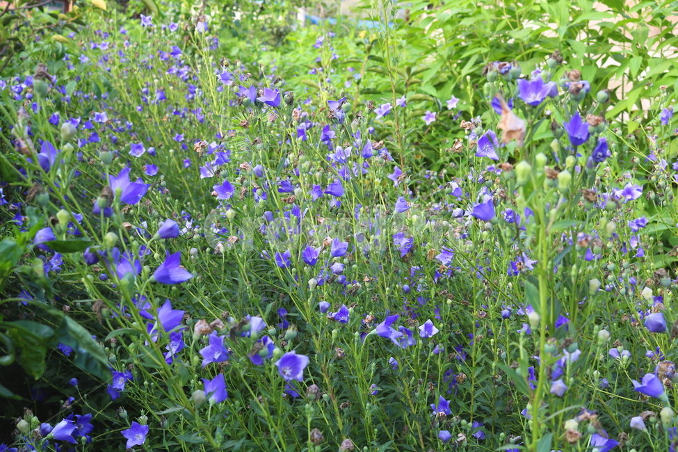 꽃,도라지꽃,도라지,식물,야생화,보라색꽃,자연,들꽃,식물,자연,plants,nature,꽃,flower