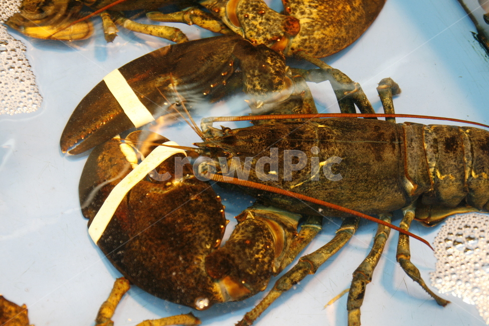 수산,시장,바다가재,생물,판매,음식,식재료,요리,food,cook,meal,dishes,food reserves,수산물,해산물,fishery products,seafood