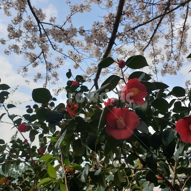 plant,식물,blossom,flower,꽃,하늘,봄,동백꽃,동백,red,붉은