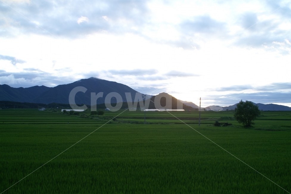 자연,시골풍경,농촌,논,구름,산,자연,풍경,nature,landscape,시골,마을,country,rural,town,outdoors,옥외,grassland,목초지,field,들,paddy field,패디 필드
