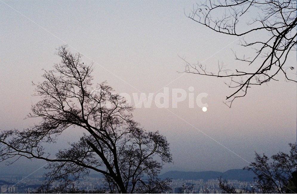 달,나무,자연,야경,nature,감성,feeling,moon,나뭇가지,도시,풍경,city,landscape,한국도시풍경,한국도시경관,korea cityscape,weather,날씨,outdoors,옥외