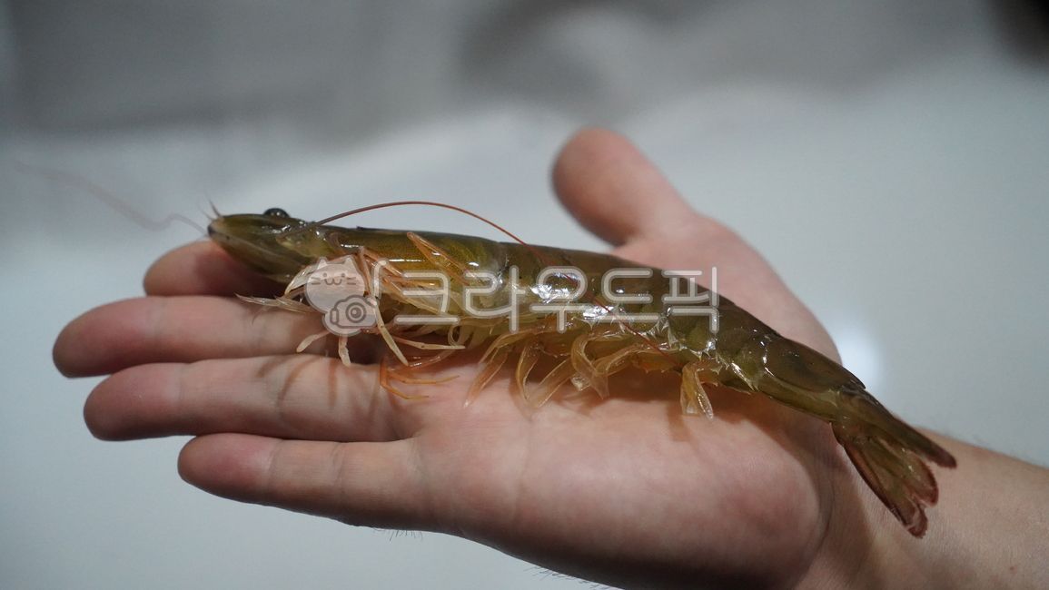 무척추동물,생새우,새우,흰다리새우,해산물,수산물