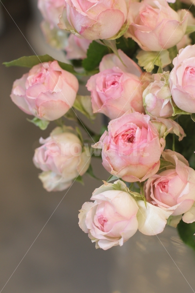 장미꽃,장미,꽃,꽃사진,핑크,flowers,roses,식물,자연,plants,nature,꽃,flower