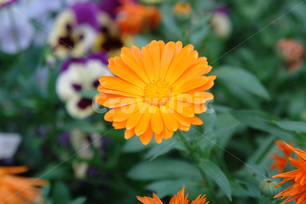 봄,여름,꽃,식물,화분,화단,정원,식물,자연,plants,nature,꽃,flower