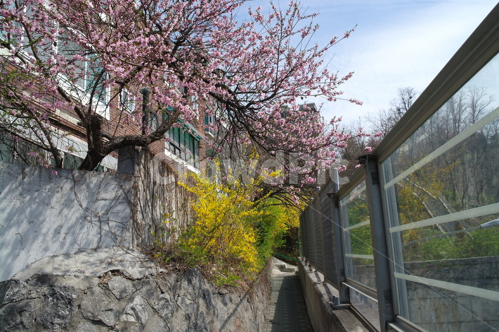 담장벽,개나리,꽃,공기,하늘,길,유리창,봄,계절,spring,season,plant,식물