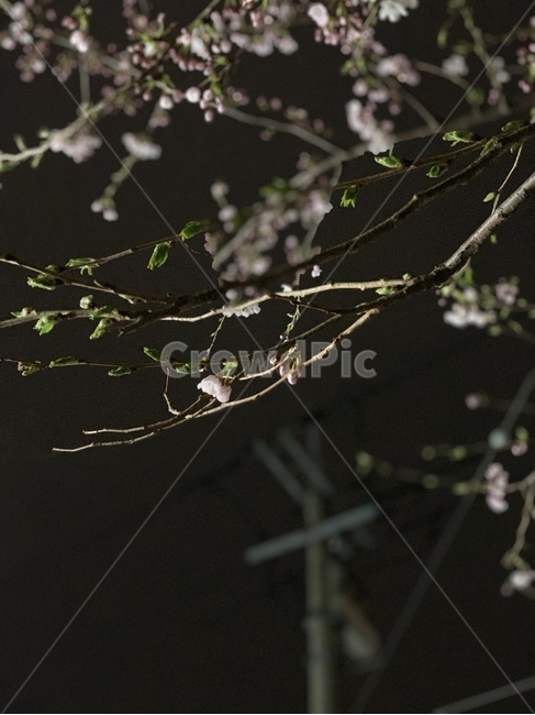 벚꽃,봄,spring,cherryblossom,꽃,공원,벚꽃축제,하늘,봄,계절,spring,season,plant,식물