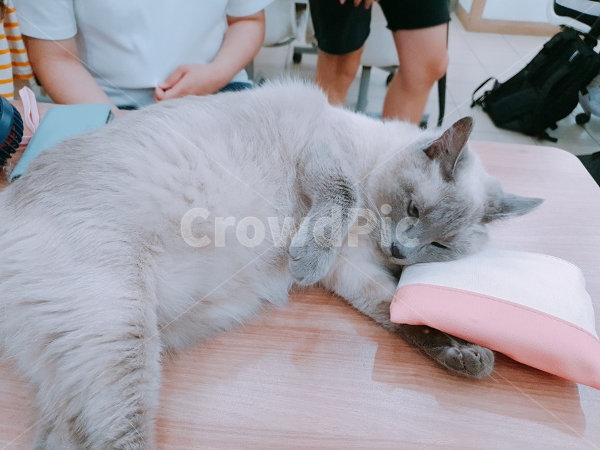 동물,반려동물,고양이,개냥이,길냥이