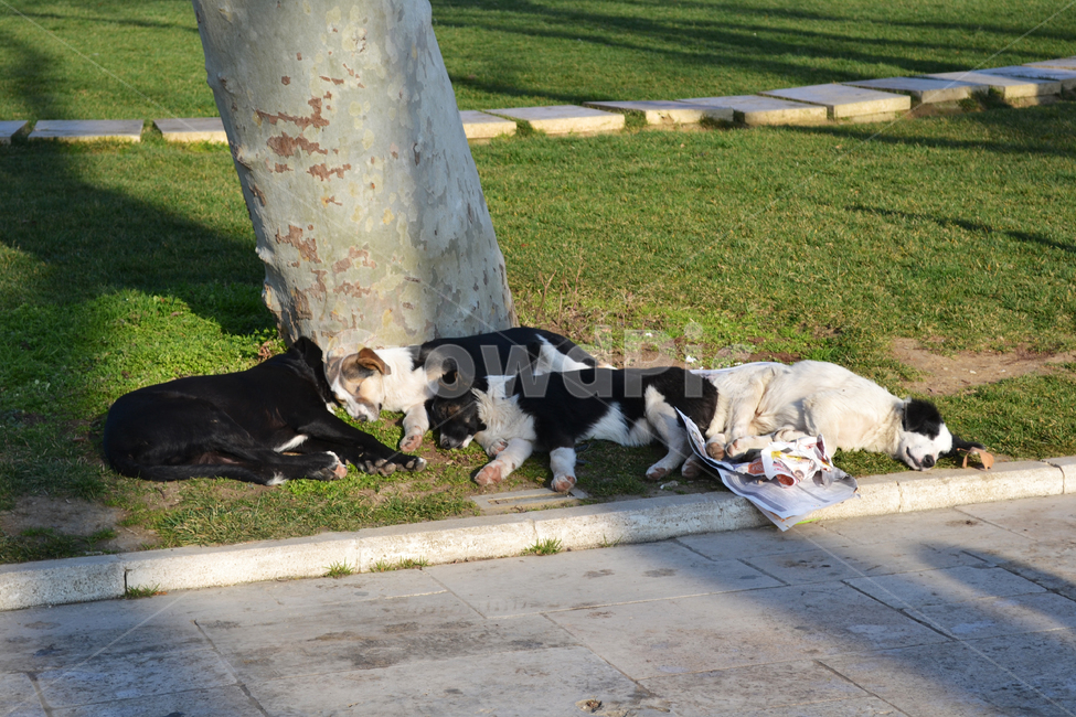 강아지,개,낮잠,공원,dog,nap,park,동물,animal,포유류,mammal,고양이,cat,kitten,kitty