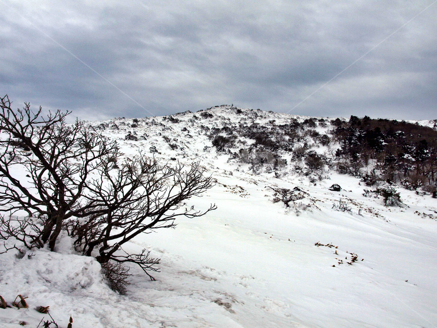 어리목,한라산,제주도,겨울,설산,설경,눈,설목,겨울,계절,winter,season,자연,풍경,nature,landscape,outdoors,옥외,snow,soil,흙