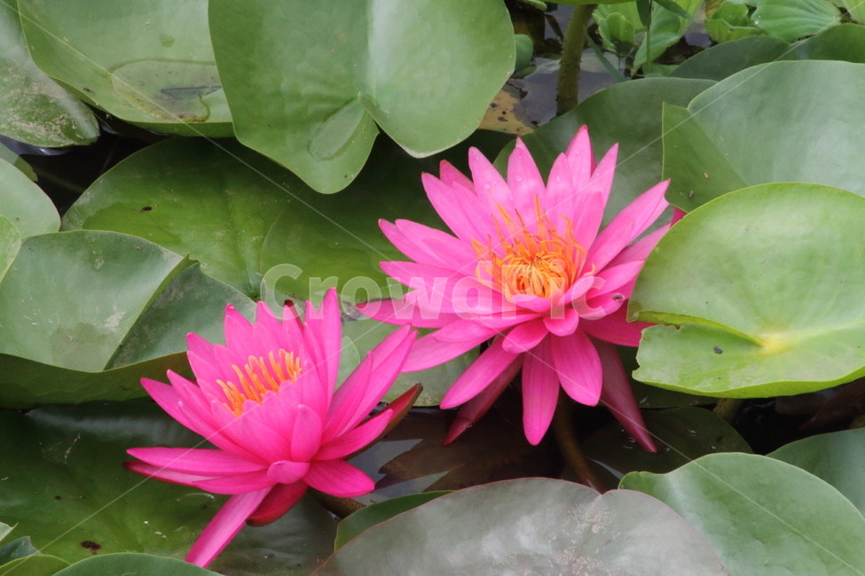 연,수련,꽃,식물,waterlily,식물,자연,plants,nature,꽃,flower