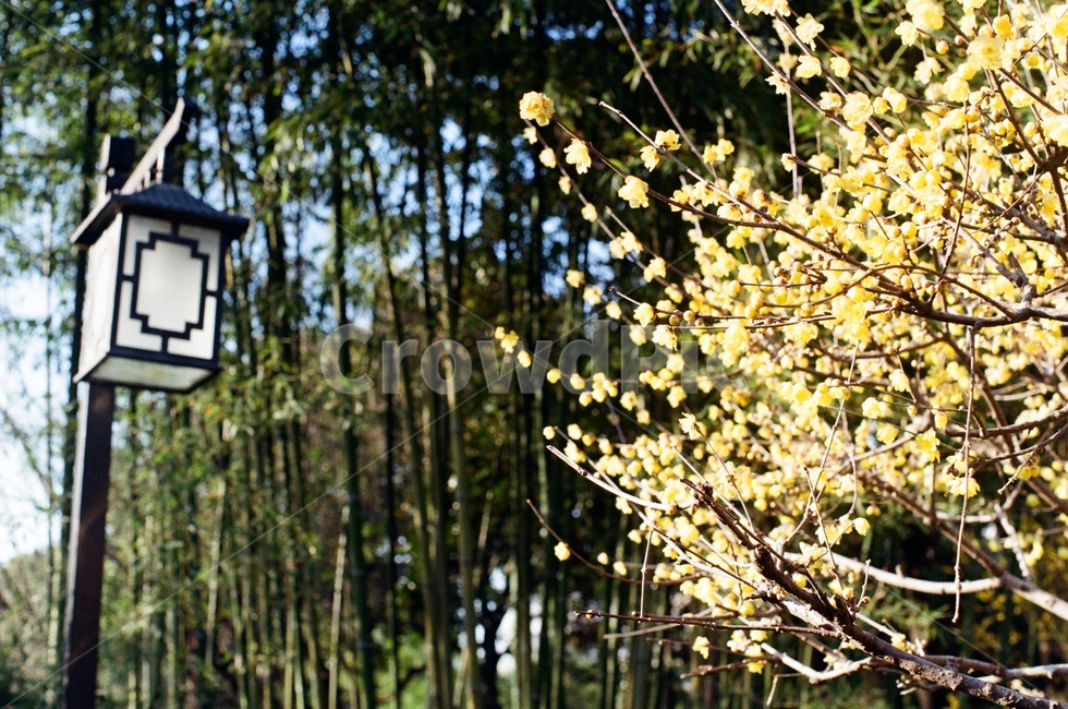 꽃,나무,식물,자연,노랑,flower,tree,봄,계절,spring,season,자연,풍경,nature,landscape,plant
