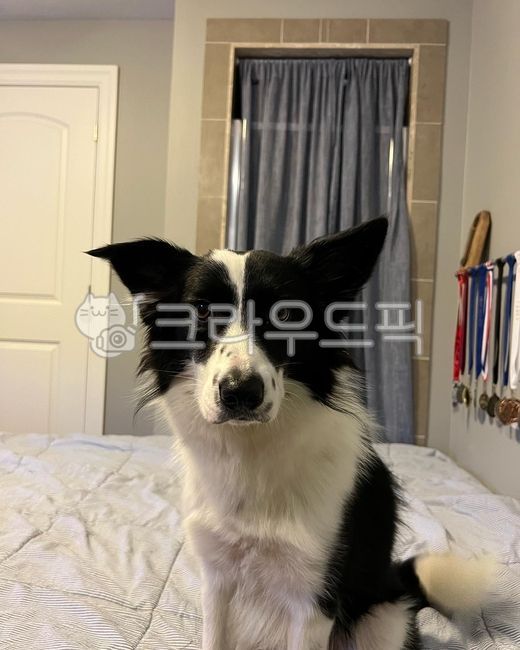 개,강아지,보더콜리,검정강아지,하얀강아지,동물,dog,puppy,bordercoily