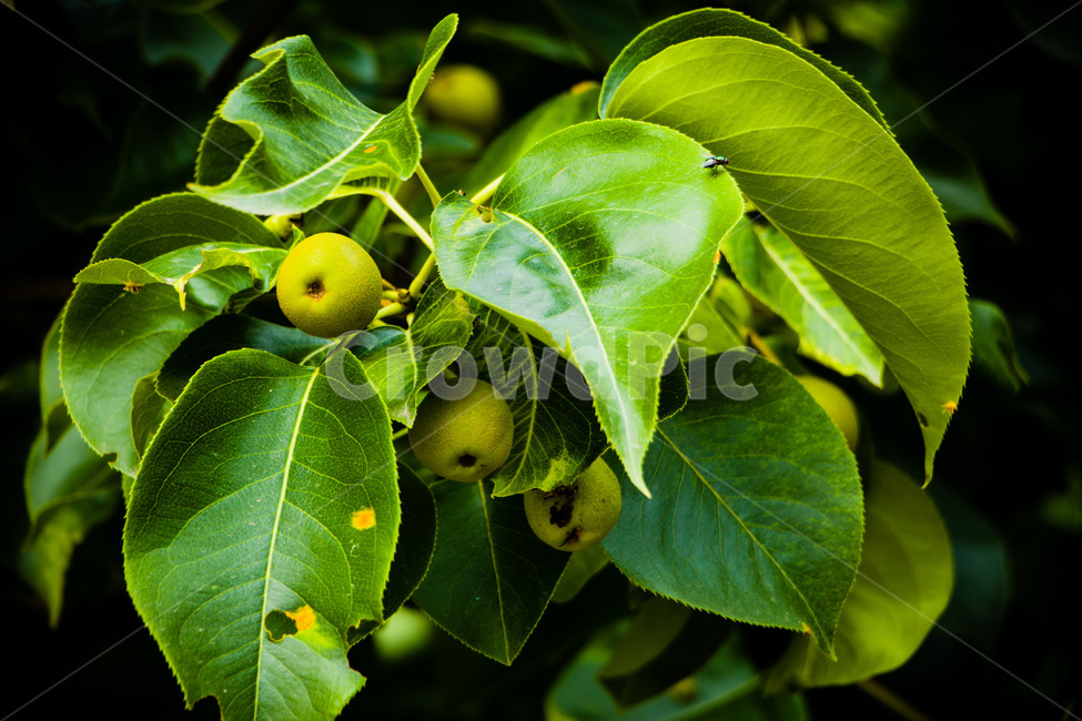 배,배나무,돌배,설익은배,푸른배,식물,자연,plants,nature,과일,열매,fruit
