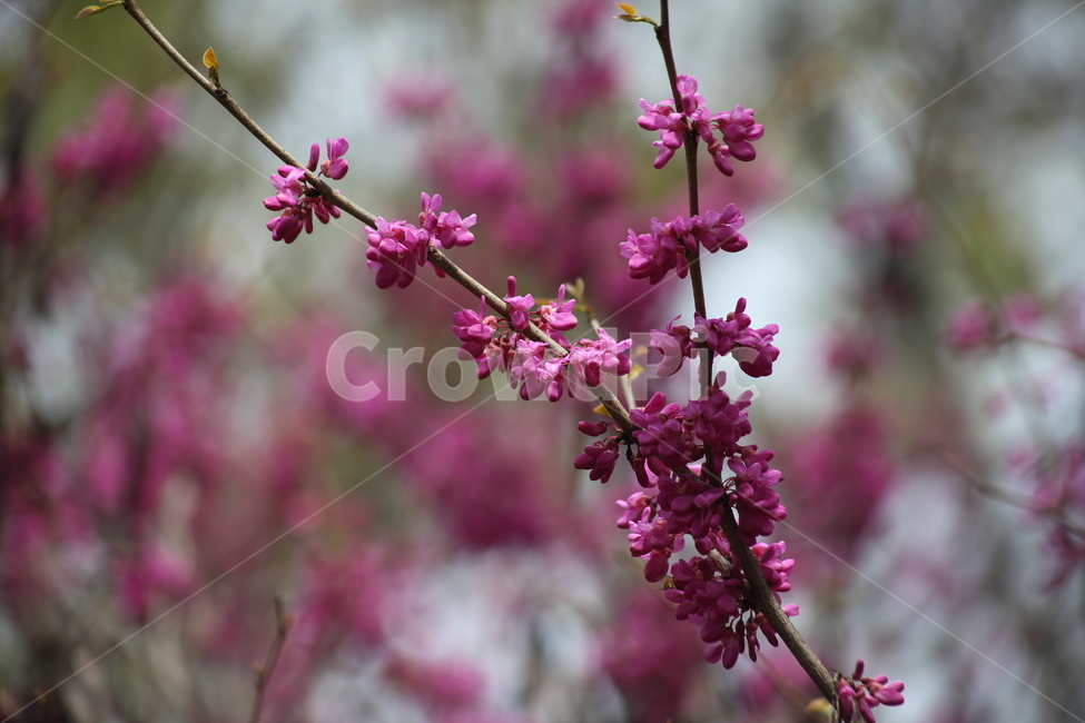 박태기나무,꽃,봄,밥티나무,chinessredbud,CercischinensisBunge