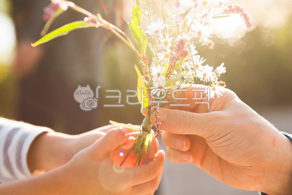 gift,finger,grandson,grandparents,bouquet,Granddaughter,flower,sunlight,wildflowers,grandma,Childhood,wild flowers,autumn