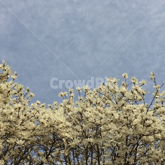 목련,봄,자연,꽃,flower
